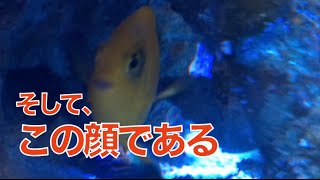 笑顔の海水魚？ヘラルドヤッコさん超ゴキゲン！【海水魚水槽】