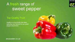 Enza Zaden Sweet Pepper Success