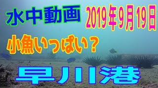 水中動画（2019年9月20日）in 早川港