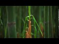 Bamboo Timelapse