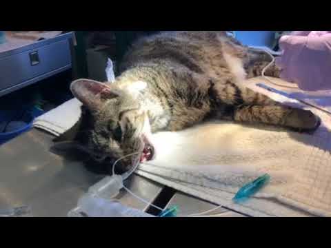 Do nasal polyps in cats need to be removed?