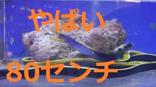 【海水魚】ハナヒゲウツボ投入