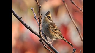 ミヤマホオジロ　Yellow-throated bunting　大阪城公園元ヘリポート　野鳥　wildbirds