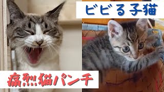 子猫に先輩が上下関係を教えるようです。【猫パンチ】