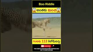 😱చిరుత పులి😱 Cheetah facts in telugu #telugufacts #shorts #youtubeshorts