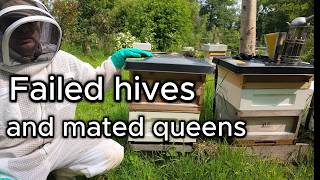 Failing hives and mated queens