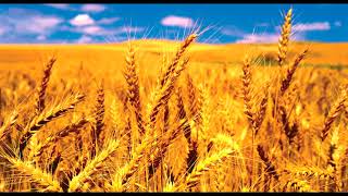 Sting - Fields of Gold (12-TET A4 = 432 Hz tuning)