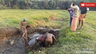 തനി നാടൻ വരാൽ പിടിത്തം (പക്കാ ലോക്കൽ)/ kerala local fishing/snake head fish hunting