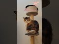 さばとらまめちゃん　 shorts 猫のいる暮らし cute ねこ cat 癒し 保護猫 猫 まめちゃん うめちゃん キャットタワー