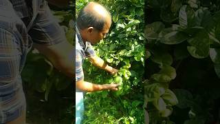 എന്റെ നാട്ടിലെ നാരങ്ങ ത്തോട്ടം#lemonfarming