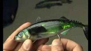 Williamson \\ Rapala LIVE TUNNY (Marlin Lure)