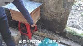 【真過癮】蜜蜂近距離搬遷防止回蜂的方法，用樹葉塞巢門，小夥親試效果不錯Bees Hunter: Beehive Removal - Primitive Techniques (2020)