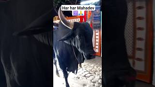 🕉️🚩हर हर महादेव🕉️🐂🐂 #gyanvapi#mahadev#kashivishwanath #nandi#ayodhya #sanatandharma#jaishivshankar