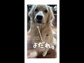 憧れのオモチャを貰ったゴールデンレトリバー💖🎶 Funny Dog :) はななん日記♡