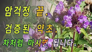 4대 항암약초 / 항암억제 75% 이상.편도선 갑상선암 과 각종 염증에 최고.간기능 개선과 피를 깨끗하게 해줍니다