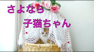 【猫記録577】茶白４ 保護猫とのお別れ