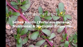 Leibak Kundo(Portulaca oleracea):Nutritional & Medicinal Properties (Manipuri):ꯂꯩꯕꯥꯛ ꯀꯨꯟꯗꯣ ꯒꯤ ꯀꯥꯟꯅꯕꯥ