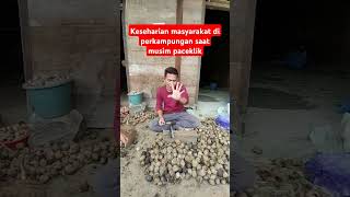 Keseharian masyarakat di perkampungan saat musim paceklik #musim #keseharian #shorts