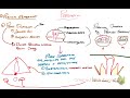 perineum and pelvic cavity