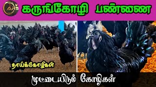 Kadaknath(கருங்கோழி) பண்ணை முட்டையிடும் தாய்க்கோழிகளுடன்/ கோழிகள் மற்றும் குஞ்சிகள் வாங்க 8610942288