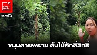 ขนุนตายพราย ต้นไม้ศักดิ์สิทธิ์ : [News Story]