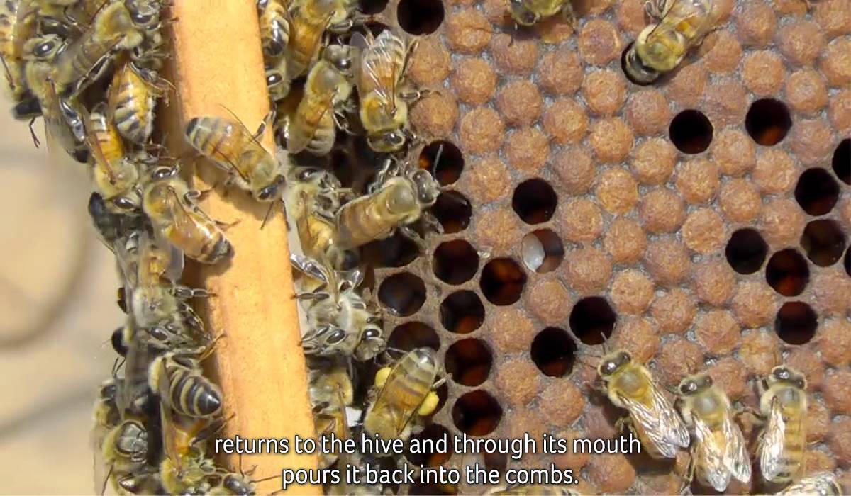 HONEY PRODUCTION PROCESS - YouTube