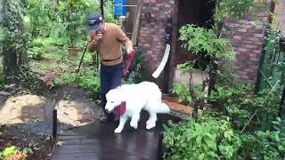 雨の合間にお散歩へ greatpyrenees グレートピレニーズ