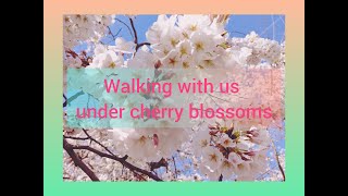 Walk Under the Cherry Blossoms 4K / 桜の下を歩きましょう