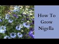 How To grow Nigella | Love In A Mist