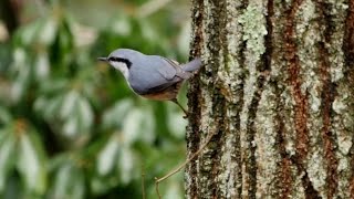 西湖野鳥の森公園のゴジュウカラ 　その７（4K動画）