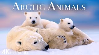 Arctic Animals 4K - Amazing Scenes of Arctic Wildlife | Scenic Relaxation Film