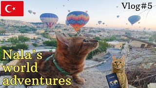 Nala cat's world adventures 🇹🇷 VLOG#5