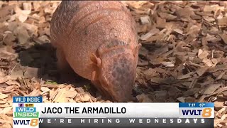Meet the Zoo Knoxville resident whose ‘cousins’ are moving into Tennessee