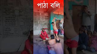 পাঠা বলি ভিডিও | Patha Boli  Video 2023 | Shorts | #shorts #viral #trending #kalipuja #maakali