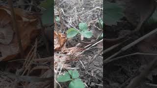 Strawberries in January #rural #nature