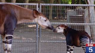 170924055 Rare Okapi Calf Is Born At San Diego Zoo