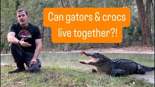 Can gators & crocs live together?