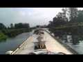 Cows in the River Nene Wadenhoe