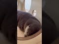 【otter family】mom and daughter sleep together in a little house 😴💗 shorts