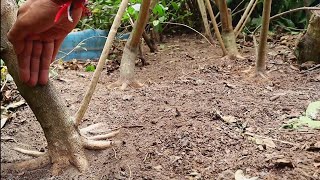 PROGRAM BONSAI DI LAHAN LANGSUNG (SANCANG/PREMNA MICROPHYLLA)