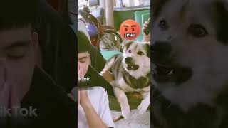 #funniest animals #videoshorts #tiktokvideo #cutest dog don't angry me