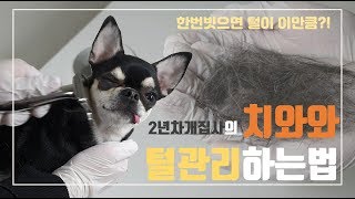 강아지 털관리 ｜치와와 털빠짐｜강아지미용