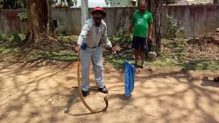 Snake naresh chikmagalur