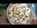 cashew ಗೋಡಂಬಿ ತಿಂದರೆ ಏನಾಗುತ್ತೆ ಗೊತ್ತಾ ಗೋಡಂಬಿಯ ವಿಶೇಷತೆ ಏನು ತಿಳಿಯಲು ಈ ವಿಡಿಯೋ ನೋಡಿ