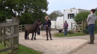 Foal Gray's first day out with his mother, Galaxy