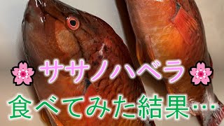 嫌われがちな磯のゲスト：ササノハベラは美味しいのか？食レポしてみた。三度目の磯釣り。 Vol.9