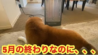 柴犬貴教！5月終わりに気温6℃寒い日でした。又もやヒーターの前に陣を取るノリたん🥰