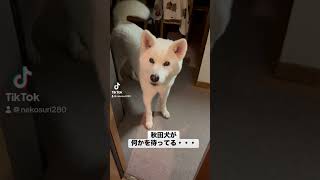 秋田犬が何かを待ってる・・・　#秋田犬 #Akita dog #秋田县产的日本犬#秋田県 #秋田犬のいる生活 #秋田犬の散歩 #秋田犬との暮らし  #犬 #dog #わんこ #わんこのいる生活