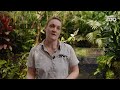 Sunda gharial crocodiles arrive at Auckland Zoo!