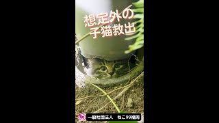 想定外の子猫を救出！【44秒】#shorts #ねこ99福岡